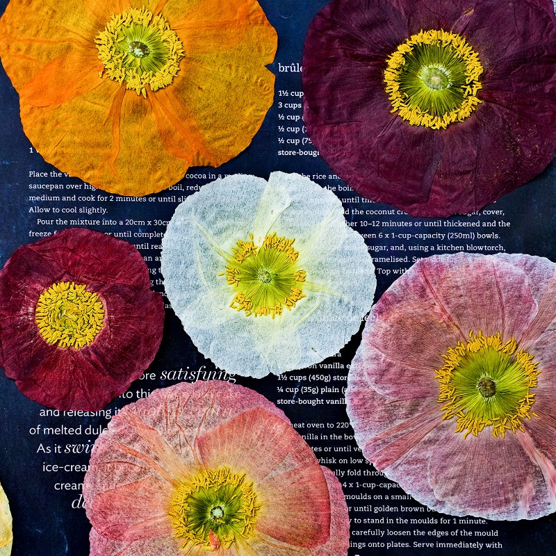 Art And Craft Nature - 1pcs, Bunga Poppy Kering Alami untuk